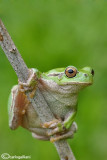 Raganella italiana-Italian Tree Frog (Hy!a intermedia)