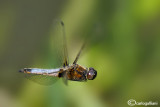 Libellula fulva