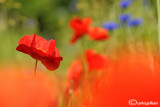 Papaver rhoeas - Poppies