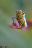 Cicadella viridis