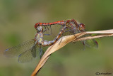 Sympetrum strioatum