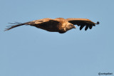 Grifone - Griffon Vulture (Gyps fulvus)