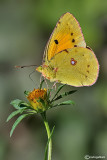 Colias crocea