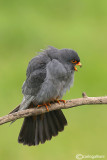 Falco cuculo- Red-footed Falcon (Falco vespertinus)