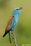 Ghiandaia marina-European Roller (Coracias garrulus)