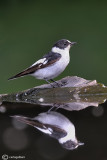 Balia dal collare - Collared Flycatcher ( Ficedula albicollis 