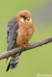 Falco cuculo- Red-footed Falcon (Falco vespertinus)