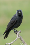 Taccola -Eurasian Jackdaw (Corvus monedula)