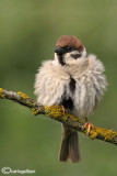Passera mattugia -Eurasian Tree Sparrow (Passer montanus)