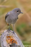 Codirosso spazzacamino-Black Redstart (Phoenicurus ochruros)