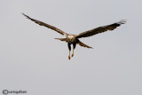 Falco di palude-Western Marsh Harrier (Circus aeruginosus)