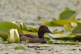 Moretta tabaccata-Ferruginous Duck (Aythya nyroca) 