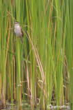 Forapaglie - Sedge Warbler ( Acrocephalus schoenobaenus )