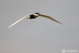 Mignattino piombato-Whiskered Tern (Chlidonias hybridus)