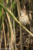Cannareccione-Great Reed Warbler (Acrocephalus arundinaceus)