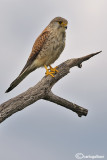 Gheppio -Eurasian Kestrel (Falco tinnunculus)