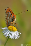 Melitaea didyma