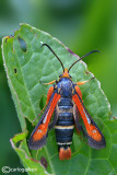 Pyropteron chrysidiformis 