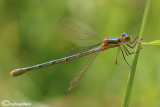 Lestes sponsa female
