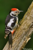 Picchio rosso mezzano - Middle Spotted Woodpecker (Dendrocopos medius) 