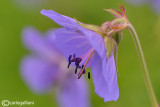 Geranium sp.