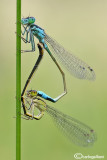 Ishnura elegans mating