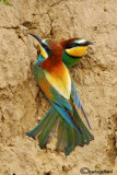 Gruccione-European Bee-eater (Merops apiaster)