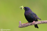 Storno -Starling (Sturnus vulgaris)