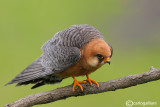 Falco cuculo- Red-footed Falcon (Falco vespertinus)