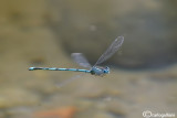 Erythromna lindeni male