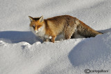 Volpe-Red Fox  (Vulpes vulpes)