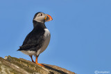 Pulcinella di mare-Atlantic Puffin (Fratercula arctica)