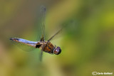 Libellula fulva