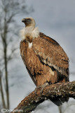 Grifone - Griffon Vulture (Gyps fulvus)