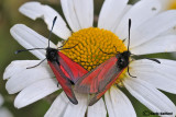 Zygaena purpurea