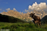 Pale di San Martino - Val Veneggia