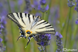 Iphiclides podalirius