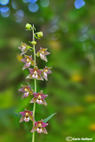 Epipactis palustris