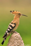 Upupa- Hoopoe (Upupa epops)