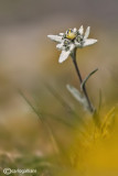Edelweiss (Leontopodium alpinum)