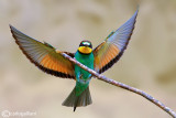 Gruccione-European Bee-eater (Merops apiaster)