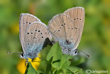 Cyaniris semiargus