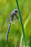 Aeshna caerulea male