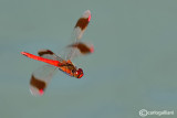 Sympetrum pedemontanum