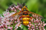 Milesia crabroniformis