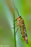 Mosca scorpione - Scorpion flies (Panorpa cognata )