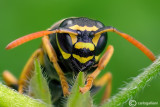 Polistes dominilus