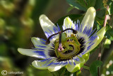 Passiflora