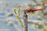 Crocothemis erythraea & Mantis religiosa