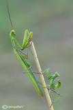 European Dwarf Mantis - Ameles spallanzania & Mantis religiosa